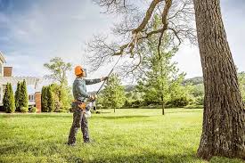 How Our Tree Care Process Works  in  Berino, NM