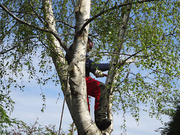  Berino, NM Tree Services Pros